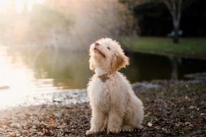 Sesión lifestyle de pareja con mascota en exterior