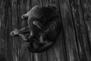 Fotografía de mascota a domicilio