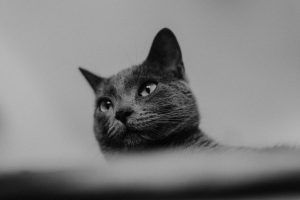 Fotografía de gato a domicilio