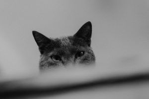 Fotografía de gato a domicilio