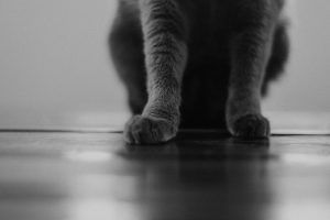 Fotografía de gato a domicilio