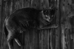 Fotografía de gato a domicilio