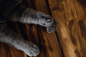 Fotografía de gato a domicilio