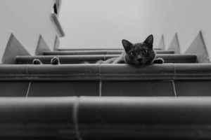 Fotografía de gato a domicilio