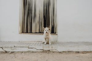 Sesión de fotos de mascota