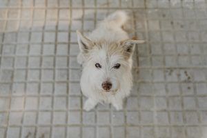 Sesión de fotos de mascota
