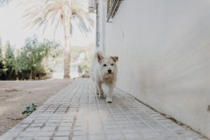 Sesión de fotos de mascota