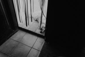 Fotografía de mascota a domicilio